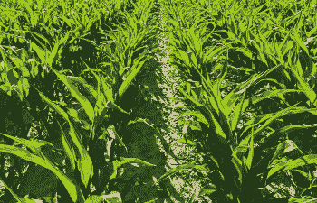 玉米种植放不放底肥