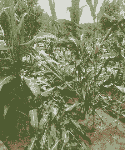 玉米种植多久下雨好呢