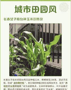 长春玉米种植前景如何