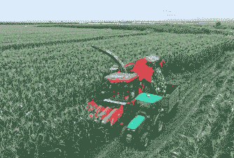 大棚玉米种植什么好