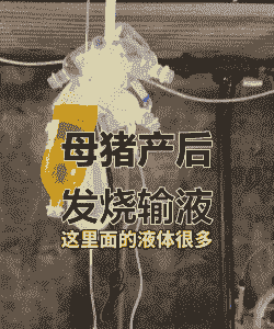 母猪产后挂什么吊水