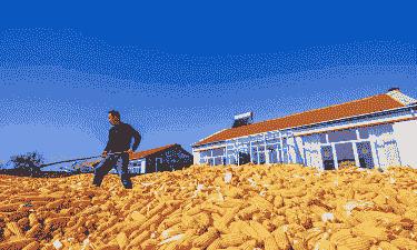 通辽玉米种植规模多大