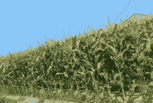 粘玉米种植的亩产