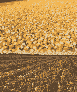 玉米种植技术国外现状