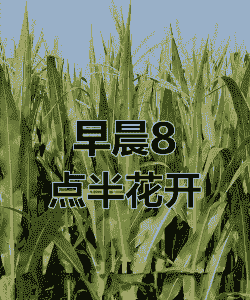 玉米种植多久扬花了
