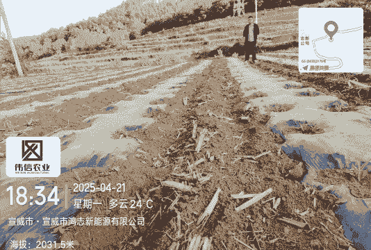 宣威地区玉米种植成本