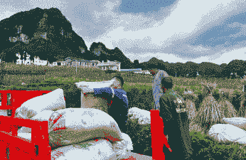 贵州桐梓玉米种植面积