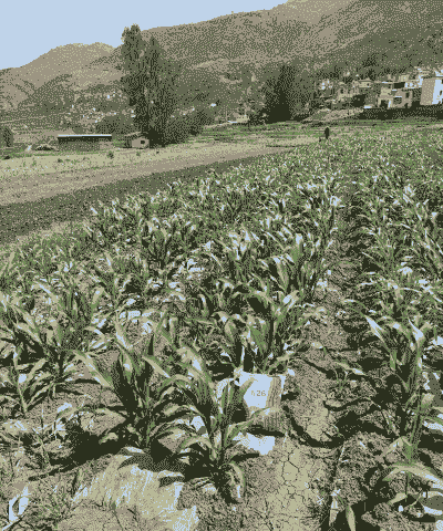 寻甸的玉米种植面积