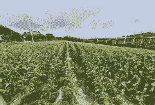 云南水果玉米种植方法