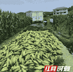 慈利玉米种植面积多少