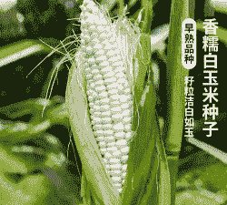 甜糯粘玉米种植条件