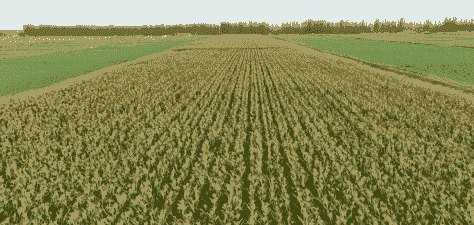 宁夏玉米种植面积