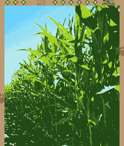 新疆阿克苏玉米种植面积