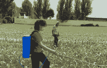 玉米种植过程打药吗