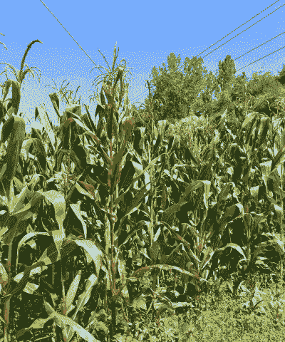 鲜食玉米种植海拔多高