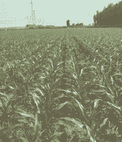 夏邑高产玉米种植面积