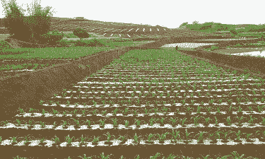 自贡荣县玉米种植面积
