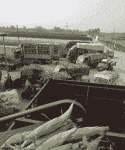 河北唐县玉米种植面积