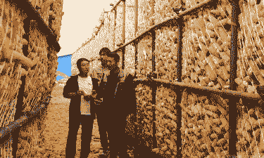 尉氏早熟玉米种植面积