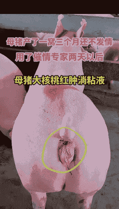 怎样分辨母猪产后不食粮