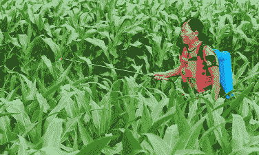 玉米种植打农药吗