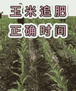 玉米种植多久后追肥