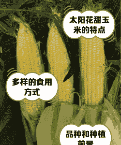 甜玉米种植基地简介