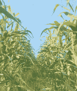 麦子玉米种植前景如何