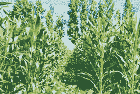 新疆格尔木玉米种植面积