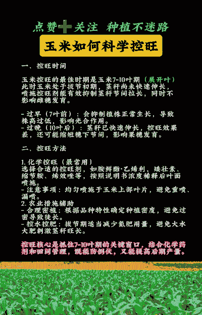 玉米种植如何控旺