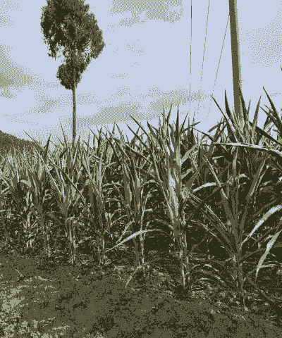 天旱玉米种植技术要点