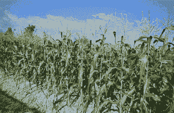 青浦本地玉米种植地点