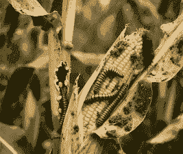 玉米种植有虫吗