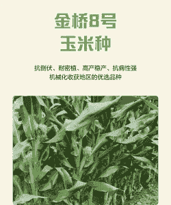 玉米种植什么抗倒伏