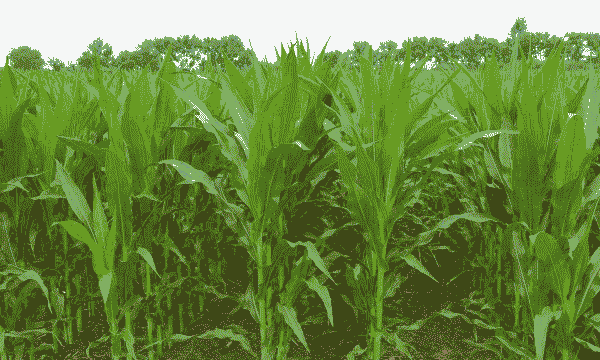 玉米种植多深最佳