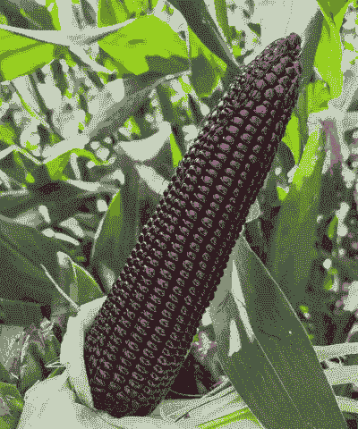 鲜食玉米种植海拔要求