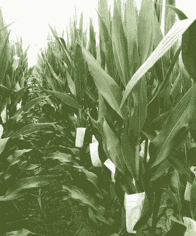 海南玉米种植多久收获