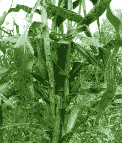 今年玉米种植什么品种