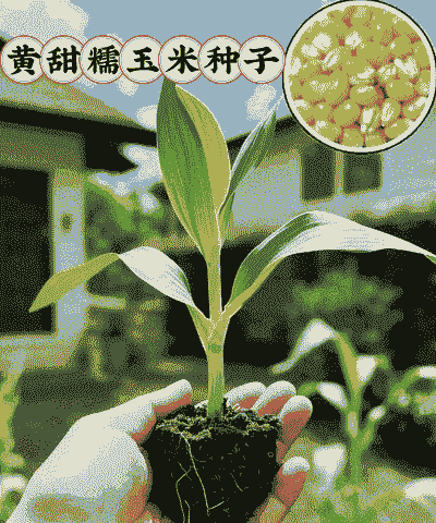 盆栽玉米种植土壤要求