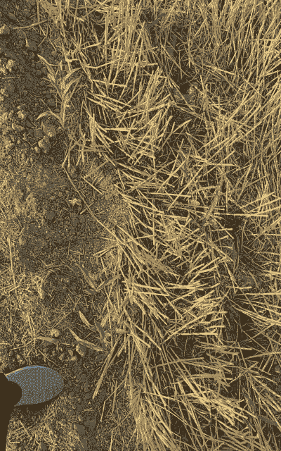 品字形玉米种植方法