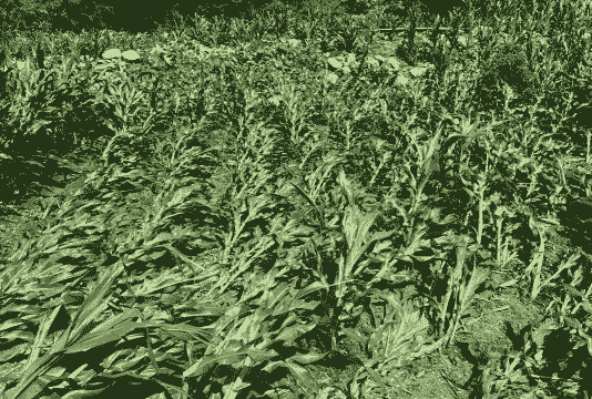 玉米种植抗风效果