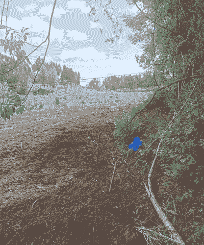 山地种玉米种植技术