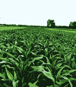 北方玉米种植多深