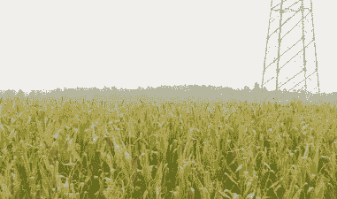 曲靖优质玉米种植面积