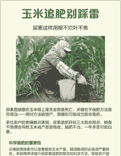 玉米种植施肥的禁忌