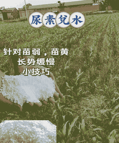 玉米种植如何施尿素