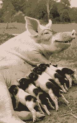 母猪产后多久给小猪吃奶