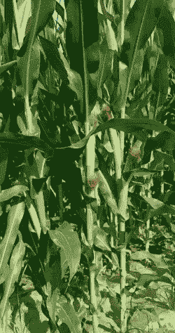 菏泽郓城玉米种植面积