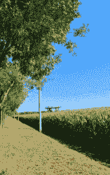 顺义玉米种植地方在哪