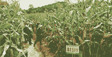 湖北恩施玉米种植地方